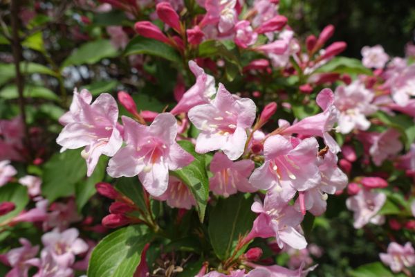 Cost of Weigela Pruning Service in Broomfield