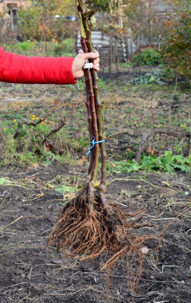 Cost of Shrub Root Removal in Broomfield