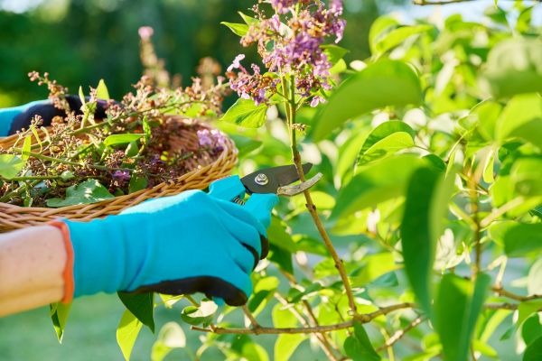Cost of Lilac Trimming Service in Broomfield