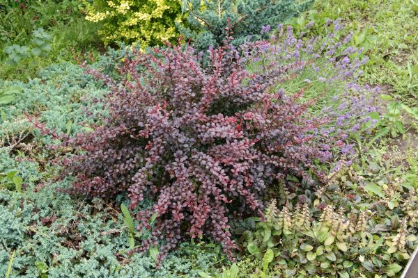 Cost of Japanese Barberry Removal in Broomfield