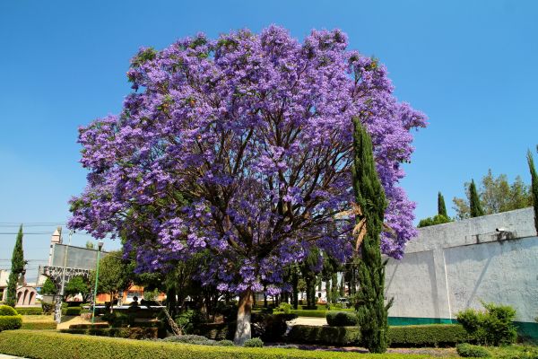 Cost of Jacaranda Pruning in Broomfield