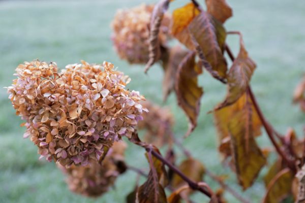 Cost of Hydrangea Removal in Broomfield