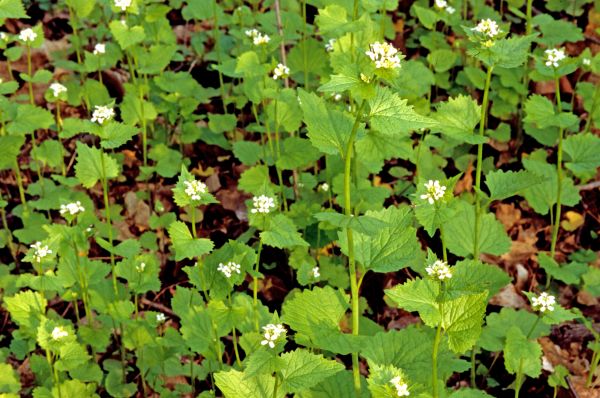 Cost of Garlic Mustard Removal in Broomfield