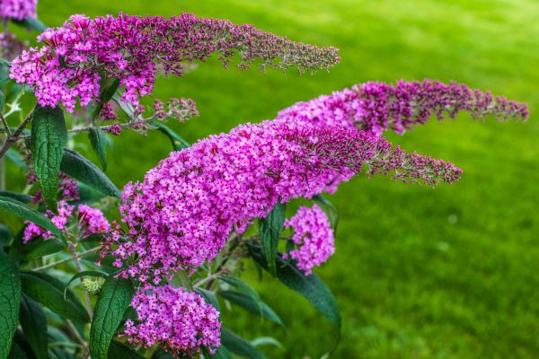 Cost of Butterfly Bush Removal in Broomfield