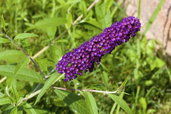 Butterfly Bush Pruning in Broomfield