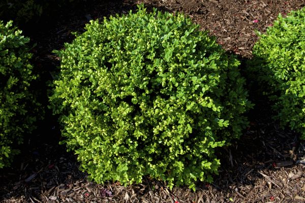 Cost of Boxwood Removal in Broomfield