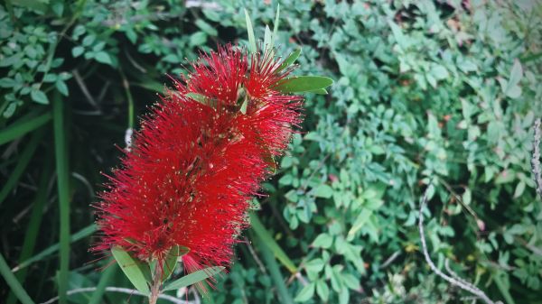 Cost of Bottlebrush Pruning in Broomfield