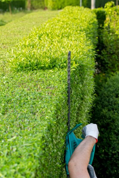 Hedge Trimming in Broomfield